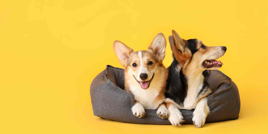 CBD Oil For Dogs UK